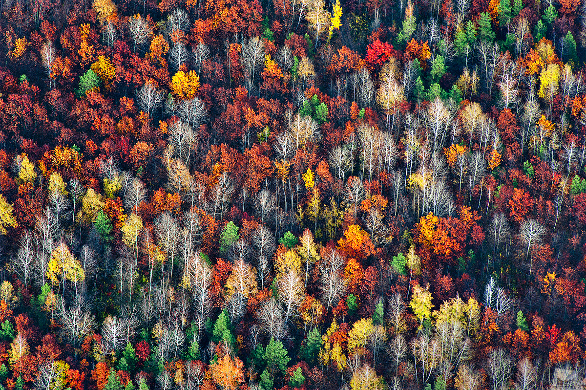 Ein Wald im Herbst, aufgenommen aus einer Höhe von 1000 Metern, Gebiet Woronesch