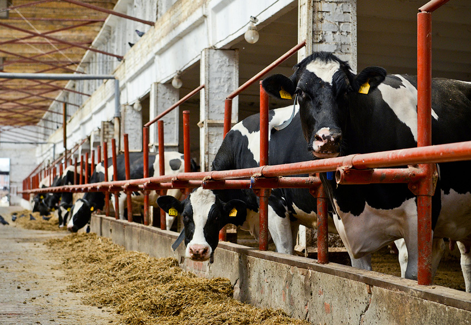 Setiap sapi menghasilkan rata-rata sepuluh ribu liter susu per tahun. Pabrik ini berupaya memperkenalkan beberapa sapi jenis baru. Pada 2001, mereka memperkenalkan sapi jenis baru pertama dari pabrik yang diberi nama sapi Irmen.