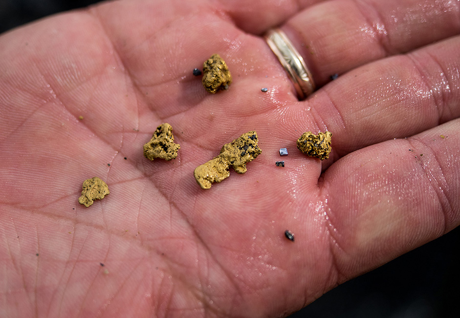 Bongkahan-bongkahan kecil emas di telapak tangan Menteri Sumber Daya Alam Zabaikalsky Krai. Sebanyak 36 perusahaan menambang emas di 17 disrik yang tersebar di seluruh wilayah ini.