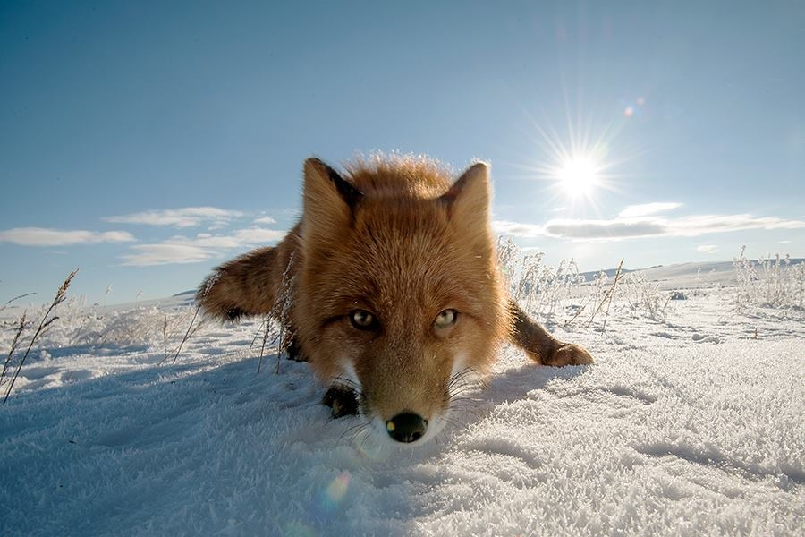 Les renards de Tchoukotka se nourrissent principalement de petits rongeurs (mulots, lemmings), qu'ils peuvent même trouver sous la neige. Parfois, ils ne rechignent pas à capturer des oiseaux ou à visiter des poulaillers. Mais c'est beaucoup plus rare que ce que dit la rumeur.