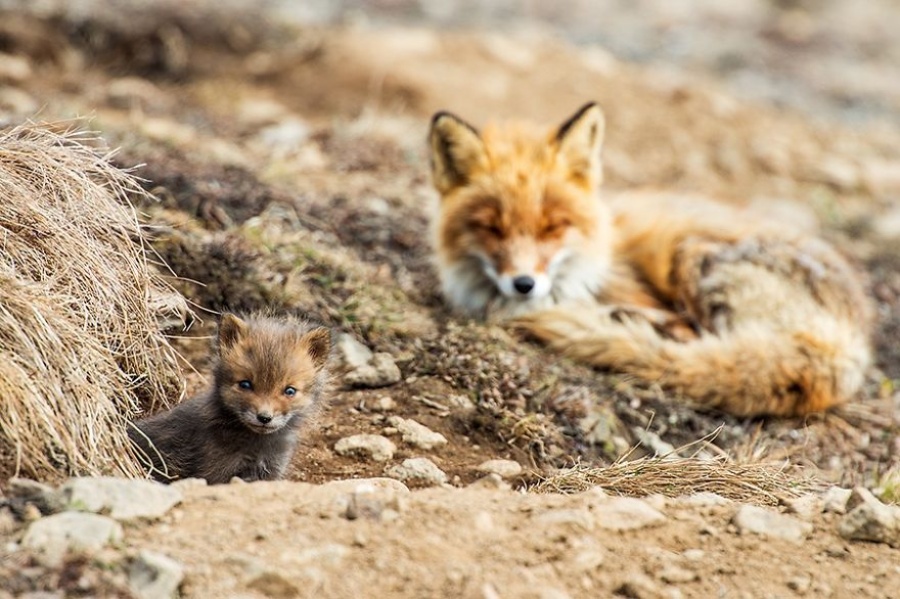"Mes animaux favoris sur les photos sont les renards. Ils ont l'air aussi vrai que nature sur l'image."