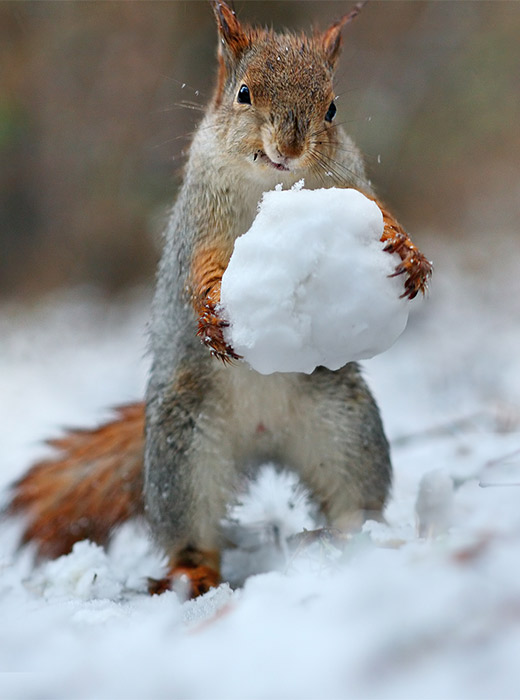 Russian photographer Vadim Trunov pictured squirrels having fun in a snowy forest.