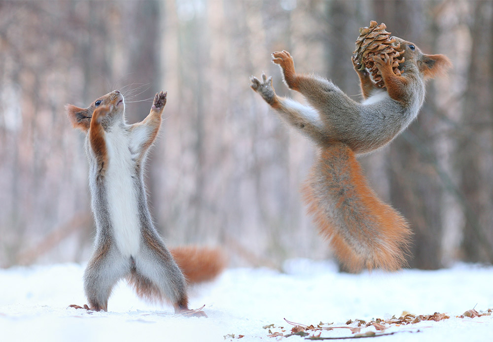 A cone is standard fare for squirrels in almost all regions of Russia.