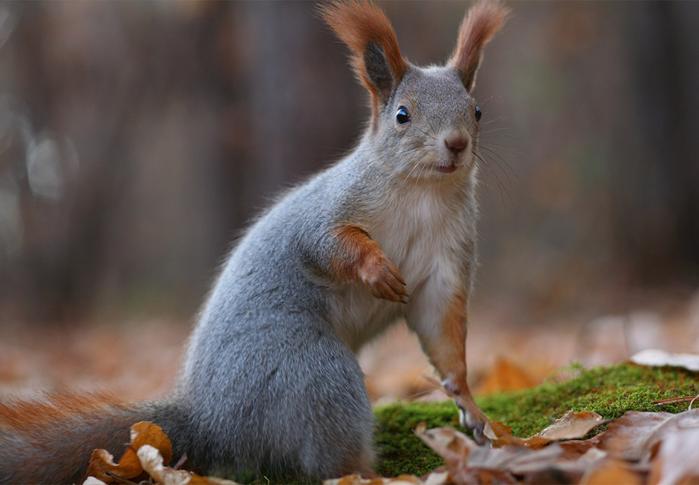 An incredibly cute squirrel strikes a pose as if he can hear a friend coming.