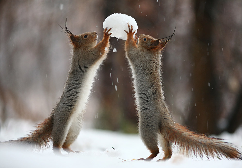Two squirrels fight for a snowball that looks tastier than it actually is...