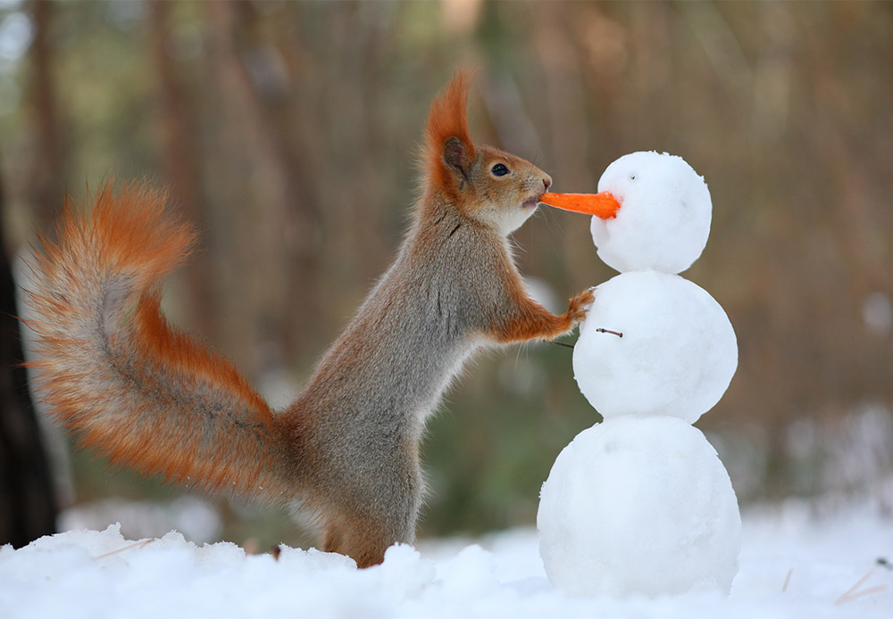 A carrot is a better windfall in any case. This squirrel doesn’t even mind if it's someone’s nose.