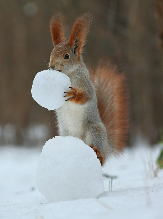 Are snowballs tasty? It’s silly to think you can make up your mind after just one. That’s what this squirrel thinks at any rate...