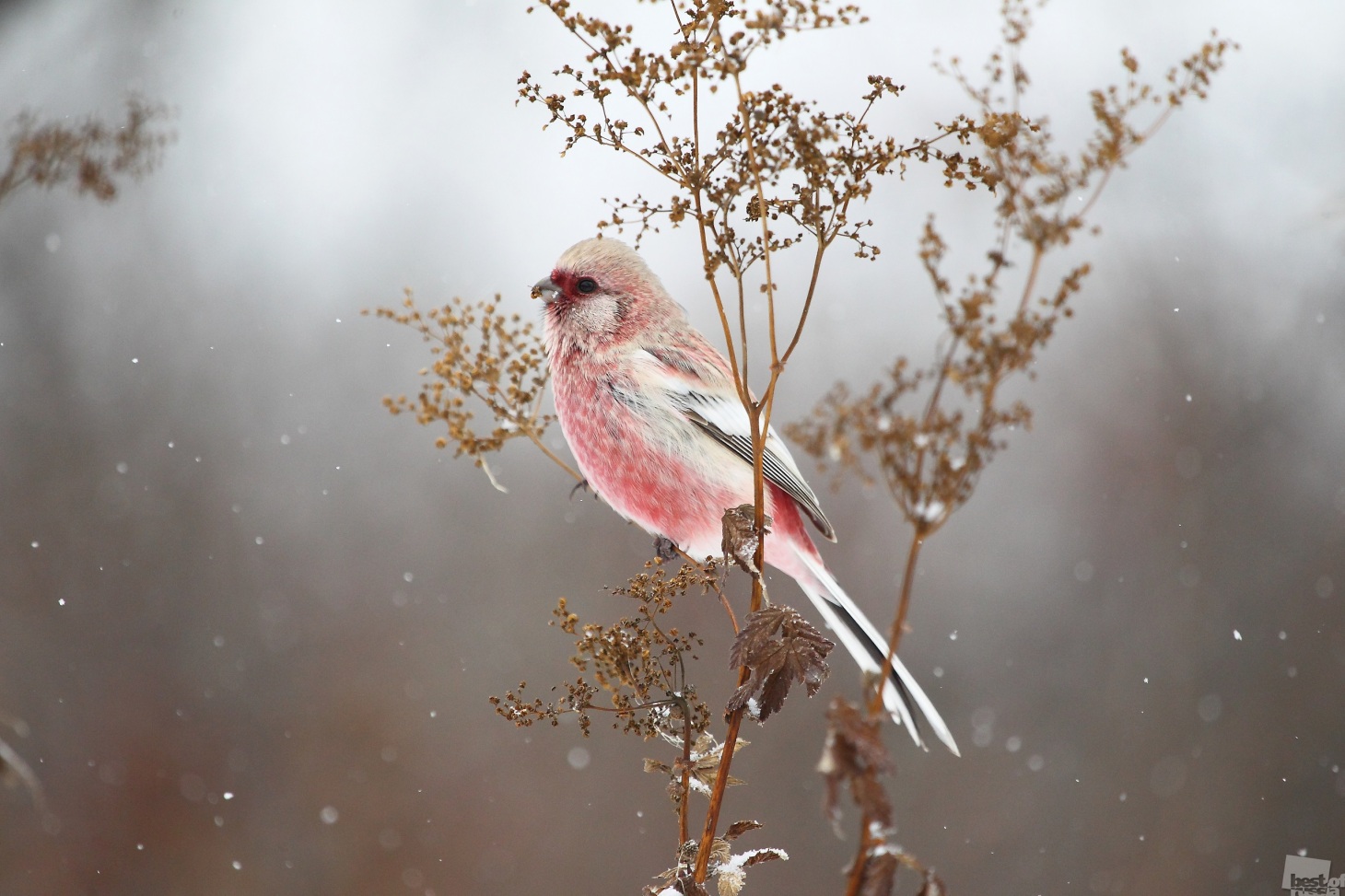 8/15. Dugorepa zimovka, ptica koju često možete vidjeti na Uralu i u Sibiru.