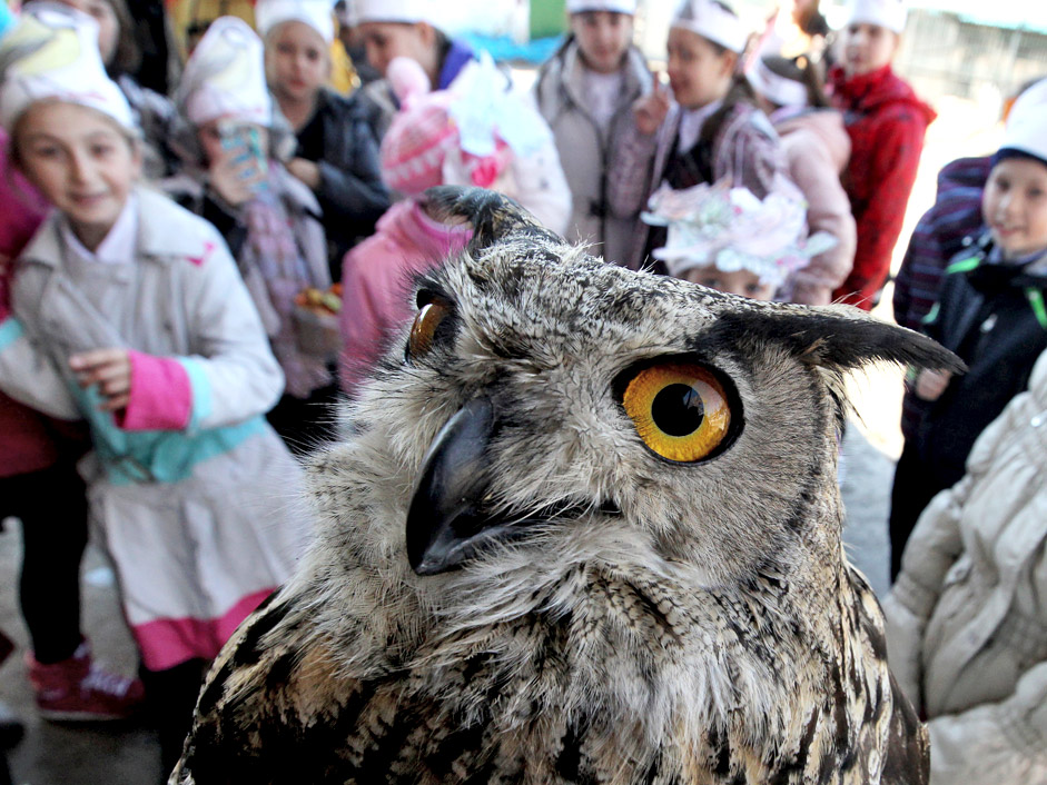 An eagle-owl celebrates Bird Day at the Sad Gorod (Garden City) private zoo in Vladivostok.