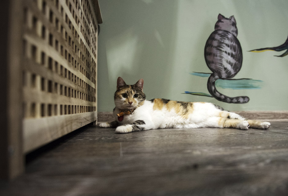 A cat from the Moscow's first ever cat café Kotiki i Lyudi (“Kitties and People”).
