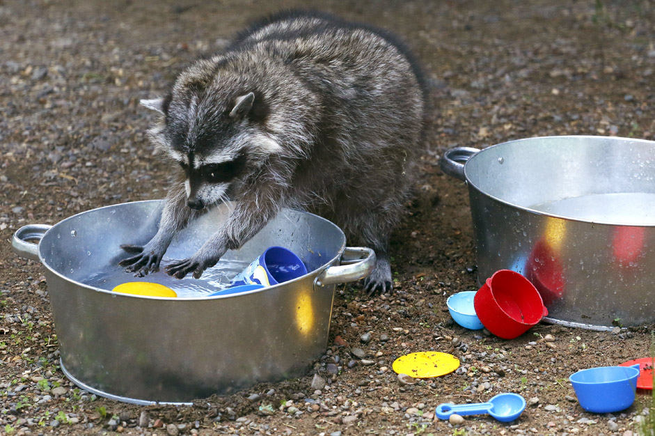 Masha, a female raccoon, plays with plastic dishes in a pot filled with water, placed by zoo employees, inside an enclosure at the Royev Ruchey zoo in Krasnoyarsk, Russia, June 7, 2015. According to a zoo representative, the zookeepers arrange games and activities for the animals to keep them entertained and to attract visitors. 