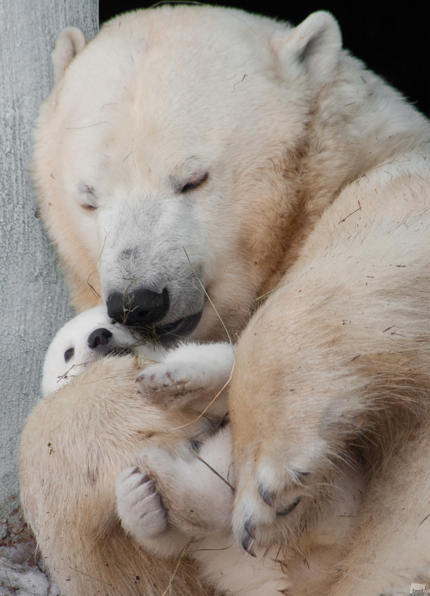 The birth of a white bear for the first time in 42 years is an important event in the life of Novosibirsk. The whole city was involved in the naming process, eventually opting to call him Shilka. Novosibirsk Oblast.
