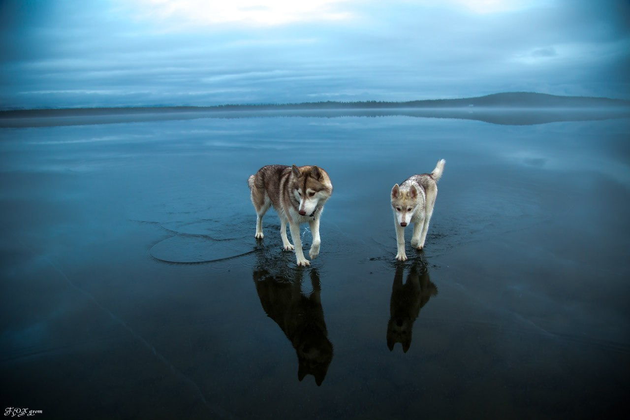 Foto-foto menakjubkan ini difoto oleh seorang fotografer amatir dengan nama julukan (nickname) Fox Grom di Danau Imandra, Murmanskaya Oblast.