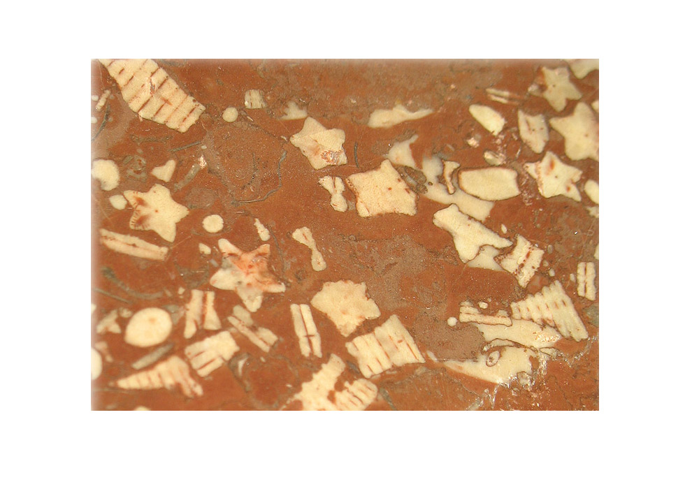 Restos de crinoides fossilizados \ Estação Plóschiad Ilitchá.