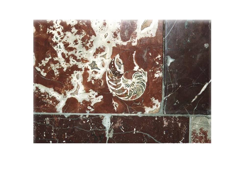 Hier sehen sie eine Gruppe verschiedener Versteinerungen. In der Mitte sieht man deutlich das spiralförmige Gehäuse eines Gastropoden. Man kann leicht erkennen, dass es mit verschiedenen Sedimenten gefüllt ist, teilweise Sand und teilweise Lehm. Um es herum liegen die fossilen Überreste von Stachelhäutern. \ Metrostation Dobryninskaja