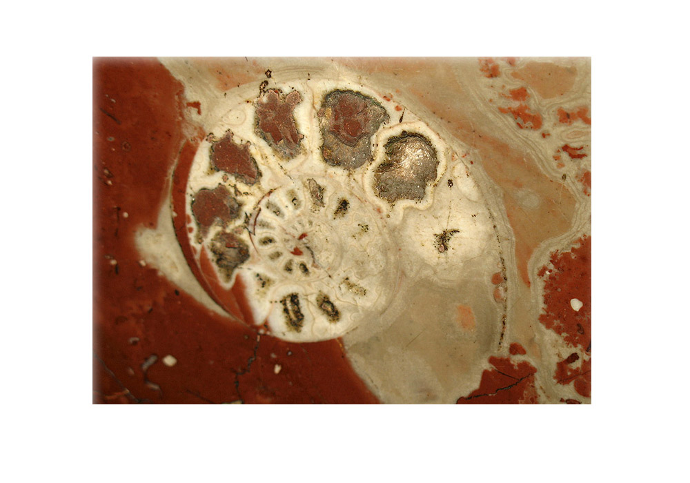 Esse cefalópode de uns 5 cm pode ser visto na passagem entre as estações Iaroslávski e Leningrádski. Pela imagem dá para ver bem que as conchas dos cefalópodes são formadas por seções. O molusco vive na última delas, construindo a concha em torno de si.\ Estação Komsomôlskaia.