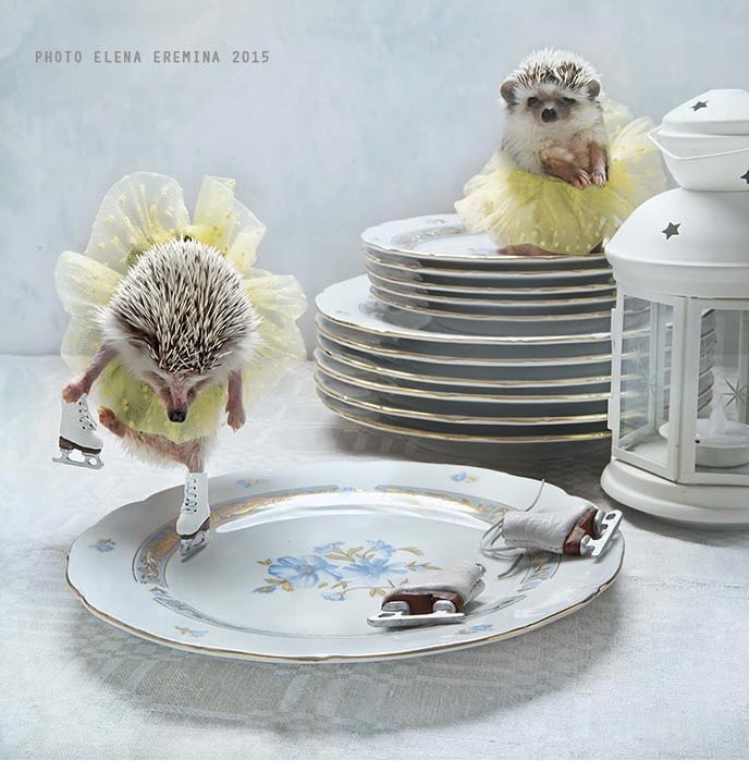 Hedgehogs spend their time taking baths, reading, cooking. They bet on snail races, embroider self-portraits, sleep near a frosty window, and just have a lot of fun.  