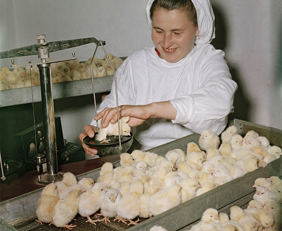 10/12. Инкубатор за пилиће у Јужно-Сахалинску, граду на истоку Русије.