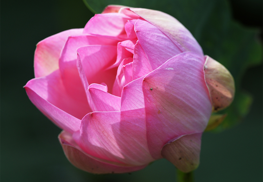 淡いピンク色の蕾が心地よい芳香を漂わせ、正午頃にそれが最も顕著になる。