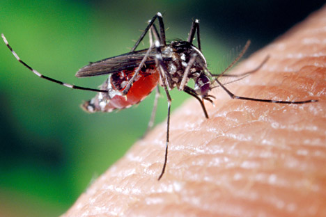 Continente asiático tem o maior número de infecções pelo mosquito da dengue
