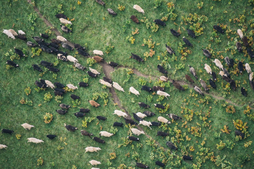 　キルトゥーク川の峡谷で生草を食う羊の群れ。