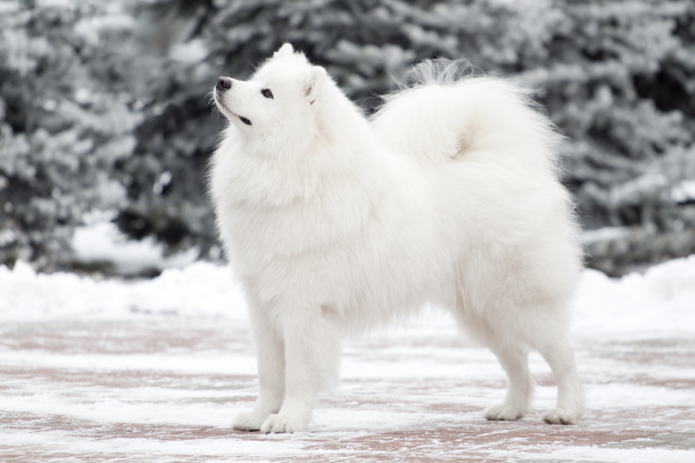 サモエドは、シベリアのサモエード族にちなんで名付けられた品種である。トナカイの牧畜に従事するこれらの遊牧民は、トナカイの家畜番をしたりそりを引くためにこれらのフワフワの毛をした白い犬を飼育した。この品種は、特にヨーロッパではビェルキアという別称を持つ。
