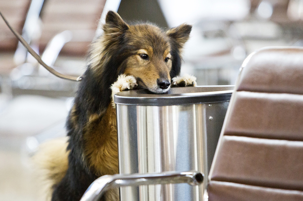 　犬とジャッカルを交配させるという考えを最初に提案したのは、ソ連の生物学者のクリム・スリモフで、それは彼が内務省に勤務していた1980年代後半のことだった。したがって、このハイブリッド種はスリモフ犬と呼ばれることもある。詳しくは以下を参照：空港の精密探知ワンちゃん  