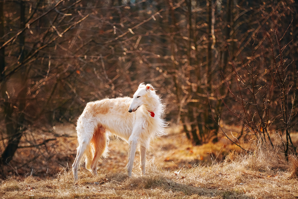 2. The Russian borzoi resembles a wolf with its devotion and habit of holding its head low. The difference between a beagle or any haunting dog and a borzoi is that the latter is much faster, and also usually much faster than its prey; the borzoi catches animals, while the beagle drives and chases them.