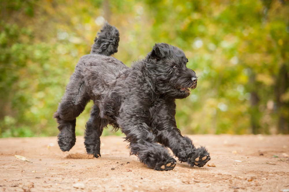 4. The Russian Black Terrier is a breed created at the Krasnaya Zvezda Kennel by order of Stalin. It is a police dog for guarding prisoners, and can work in all climates. 