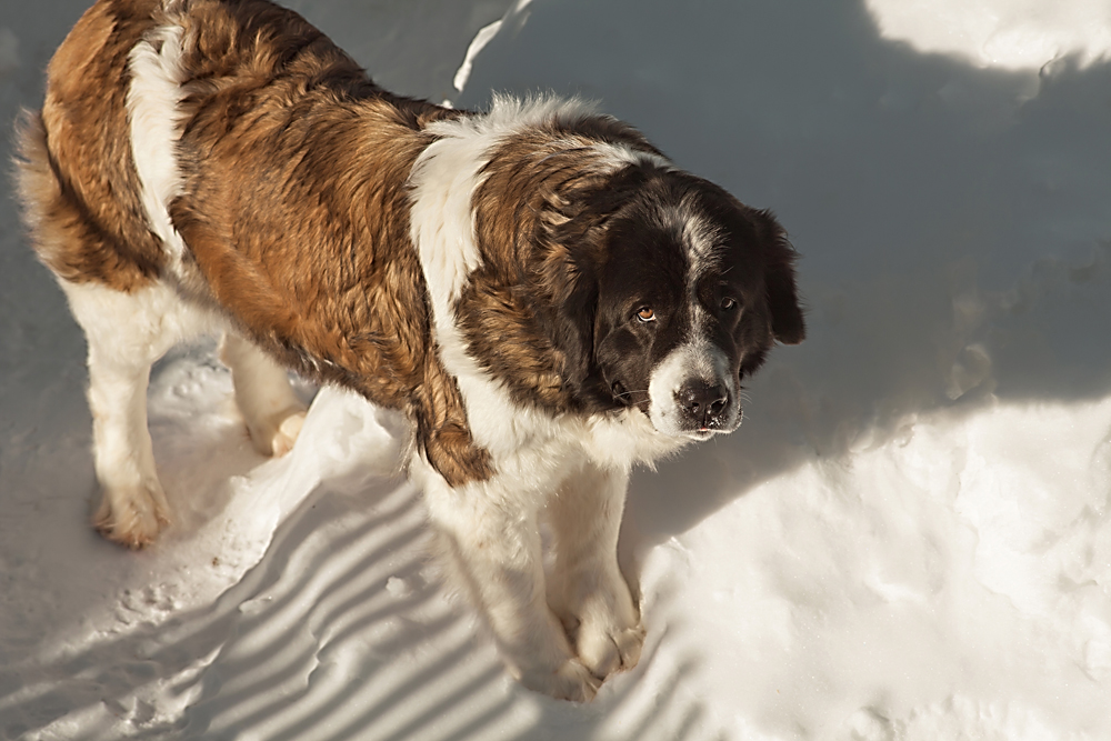 9. Although the Moscow Watchdog looks very much like the St Bernard, in reality this Russian native breed combines the St Bernard’s beauty and intelligence with the Caucasian Ovcharka's versatility and drive. 