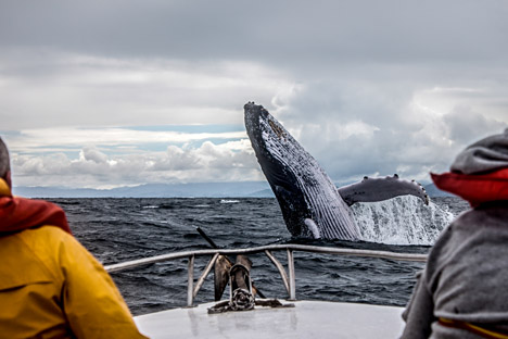 Il n'est pas trop tard de profiter des journées ensoleillées pour nager, pratiquer des sports nautiques observer les baleines grises. 