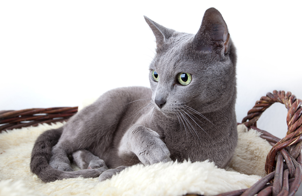 1. Russian Blue — Ras kucing yang paling populer di Rusia. Ada legenda yang mengatakan bahwa pelaut Inggrislah yang membawa kucing berwarna abu-abu kebiruan yang indah ini dari Arkhanglesk, sebuah kota pelabuhan di utara Rusia.