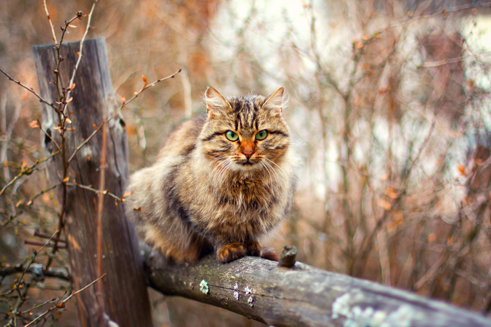 2.	Sibirska je pasmina poludugodlake domaće mačke karakterom i izgledom veoma slična norveškoj šumskoj mački. Ova pasmina je izvorno sibirskog porijekla i razvila se prirodno, bez ljudskog utjecaja i križanja.  