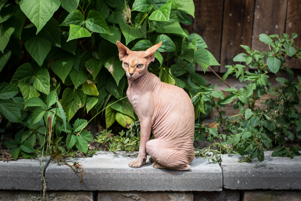 3. The Donskoy cat. The story of the Donskoy cat (similar to the Canadian Sphynx) begins in February 1986 in the city of Rostov-on-Don. Local resident Elena Kovaleva, returning home one day, rescued a kitten, which was being tormented by a gang of boys. Later the cat went bald. The vets found nothing wrong. However, soon after the cat gave birth to kittens, and they were the first to be named Donskoy Sphynx.