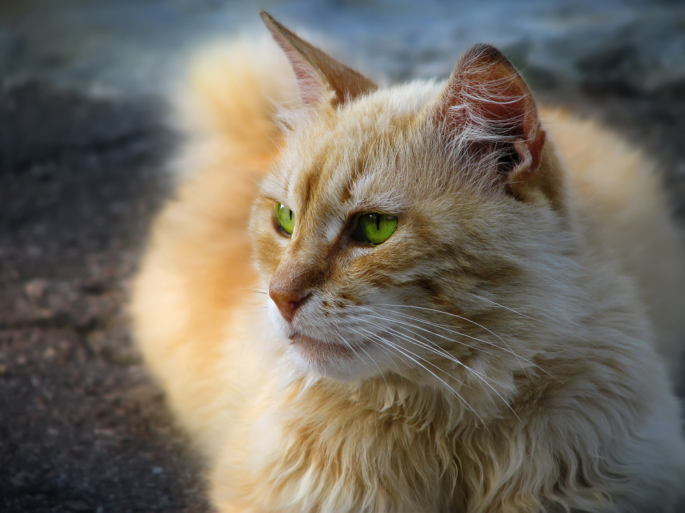 7. Ural Rex — Pada era sebelum perang, kucing yang memiliki bulu keriting ini mendiami wilayah Ural. Setelah Perang Dunia II, populasi mereka menurun, bahkan mereka telah lama dianggap punah.