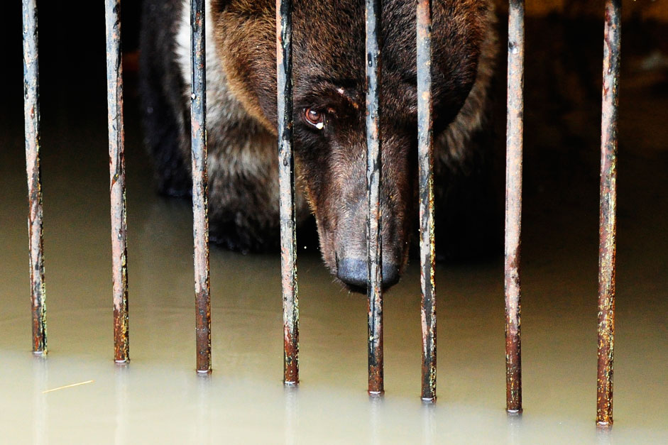 Russia. Ussuriysk. 31 August 2015. The bear in a cage in a zoo on the territory of the city park, "Green Island", flooded due to heavy rains and floods