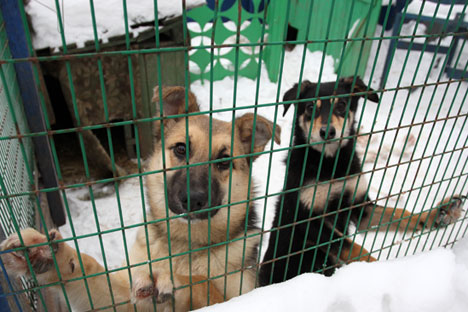 Não existem dados oficiais sobre o número total de animais de rua na Rússia, mas especialistas veterinários estimam que sejam milhões de gatos e cachorros sem dono. 