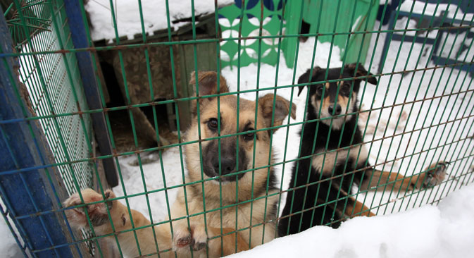 Cani in gabbia all'interno di un canile