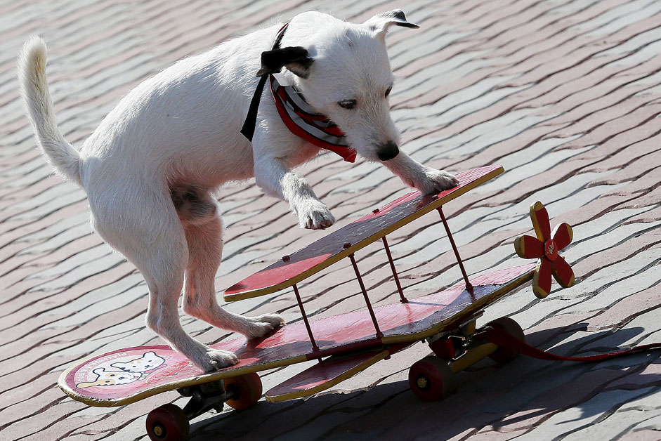 Парсън ръсел териер си играе с малък скейтборд във вид на биплан по време на кучешко шоу в мястото "Сибирска Венеция" близо до гр. Сосновоборск.