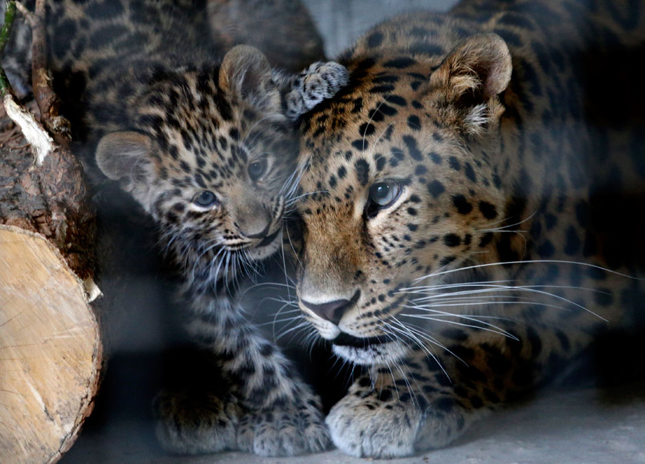 Russia. Rostov-on-Don. 9 September 2015. The female Amur leopard with a cub in a zoo enclosure.