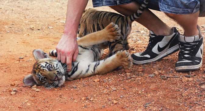 Do not try running away from the animal: Tigers are very curious by nature. Source: Shutterstock/Legion Media