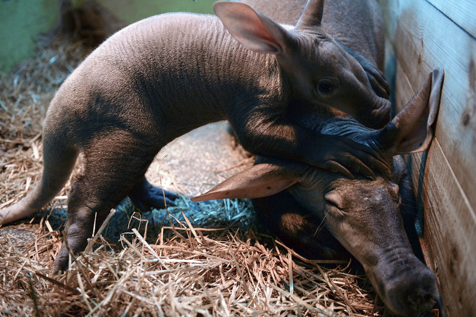 The female aardvark named Bug and her baby, who was born in Yekaterinburg zoo.