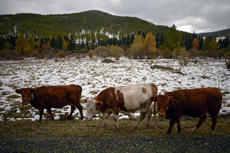 Kühe grasen auf einer verschneiten Weide in den Bergen der Republik Altai. 