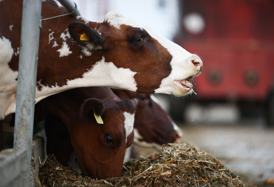 Russia. Krasnodar region. September 29 2015 Cows on dairy farm "Pantry of the Sun" in the village entrepreneur Yu.Ilchenko Novotitarovskaya. 
