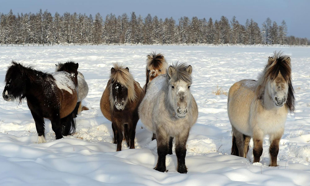 7. The Yakutian horse, developed mainly through natural selection, is strong enough to survive long and severe subzero spells. Its 15 cm hair allows it to live outside the whole winter long at temperatures creeping towards minus 60 C. Yakutian horse owners do not worry much about its diet: the horse is able to rake up grass from under deep snow.
