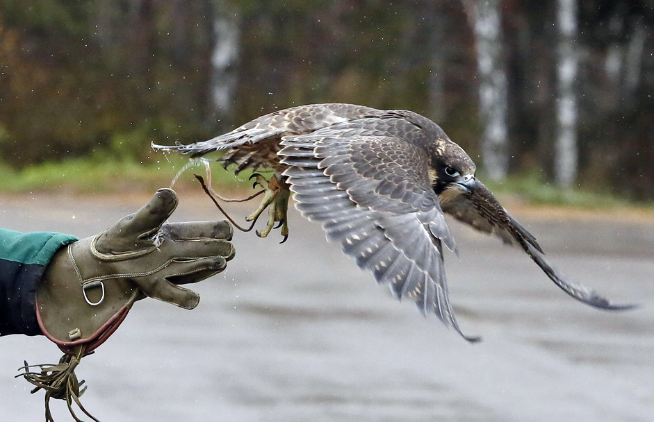 Daria Zhirnova, an employee of the ornithological department of the Royev Ruchey Zoo, releases Sapa, young female Asian peregrine falcon, also known as Sapsan in Russia during a training session outside the Siberian city of Krasnoyarsk, Russia, October 21, 2015. Sapa and its brother peregrine Sky are involved in the zoo project to tame wild animals for research and their interaction with visitors, according to zoo employees.