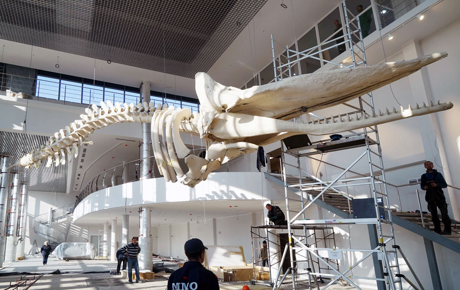 Поставяне на най-големия в Русия скелет на кит след реставрация в строящата се нова сграда на Музея на Световния океан в Калининград. Дължината на скелета е 17 м, а телгото му е 2,5 тона.