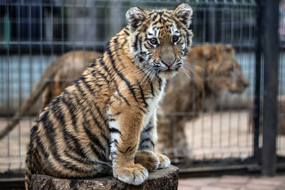 Tiger cup Stepan (front) and a tion (or liger) at Prostar+, a rehabilitation centre for wild animals. Moscow police have assumed patronage of the tiger cub who was rescued from poachers in Nizhnevartovsk. 