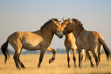 Os cavalos-de-przewalski têm um estilo de vida gregário. 