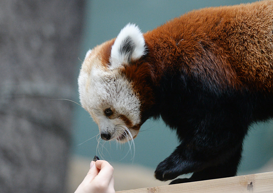 Zein, a female red panda at the Moscow Zoo.